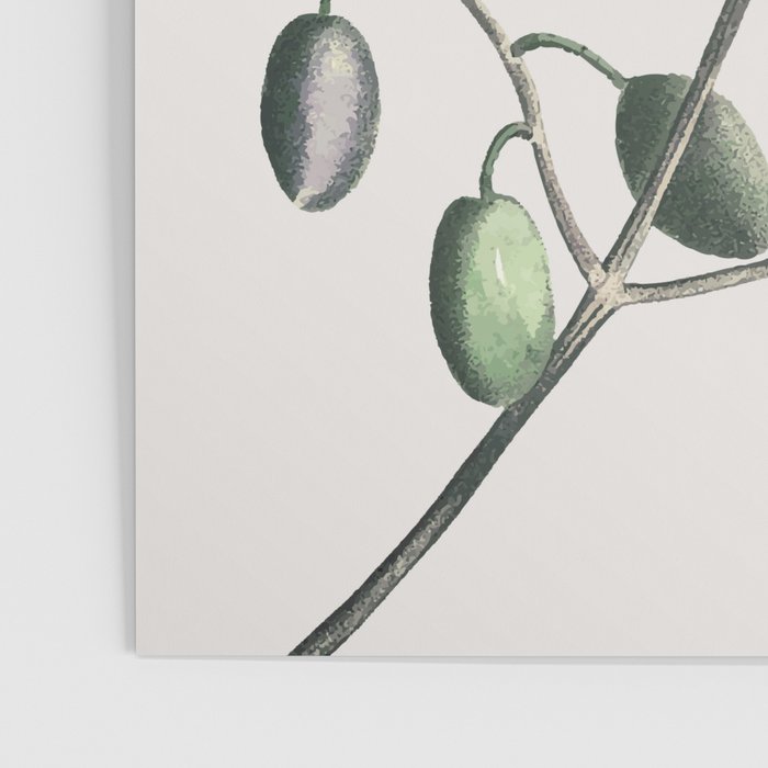 Olive Tree Branch Poster Gallery Image 3