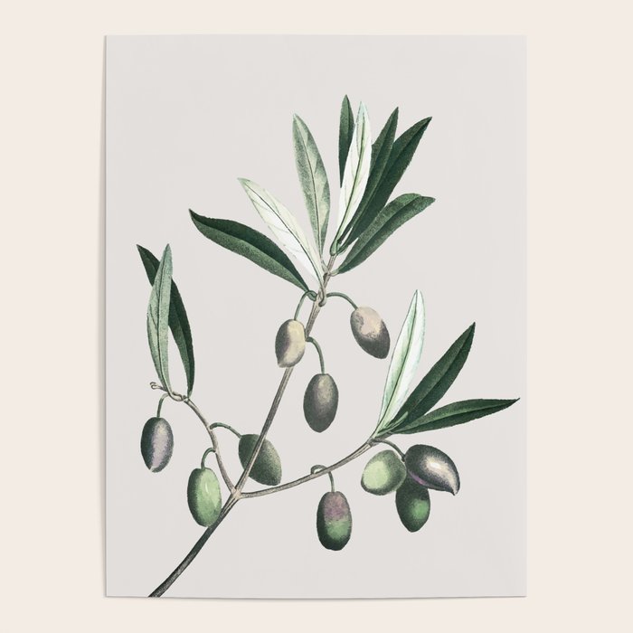 Olive Tree Branch Poster Gallery Image 1