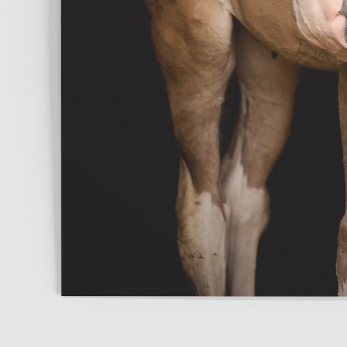 Foal and Mare hug - Equine fine art photograph Poster Gallery Image 3