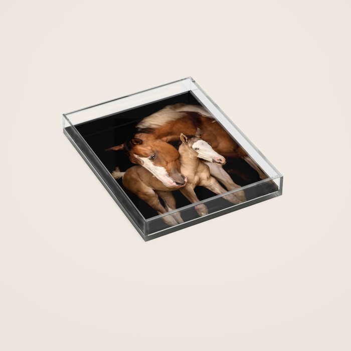 Foal and Mare hug - Equine fine art photograph Acrylic Tray Gallery Image 2
