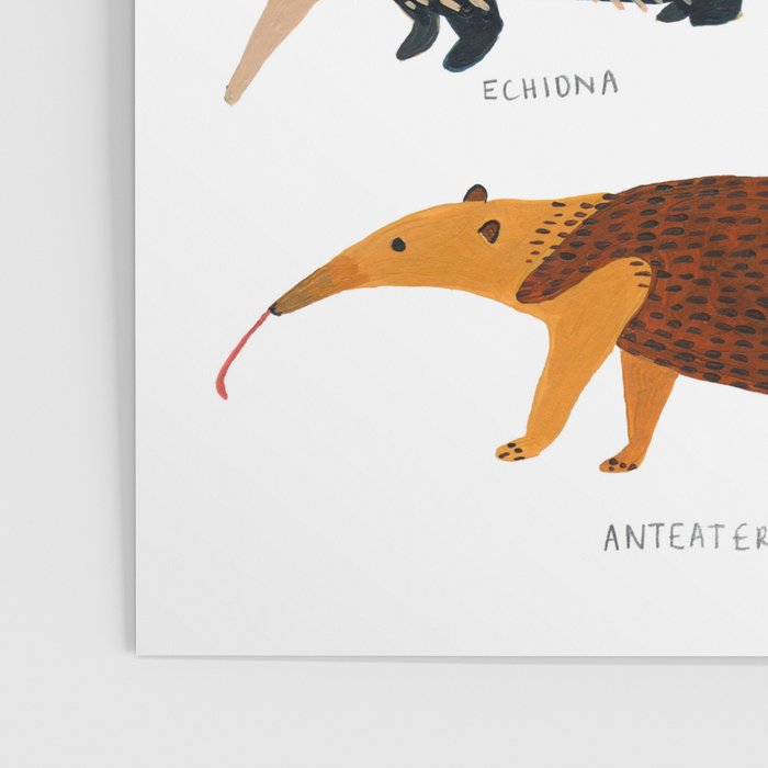 Pangolin, Anteater & Echidna Print Poster Gallery Image 3