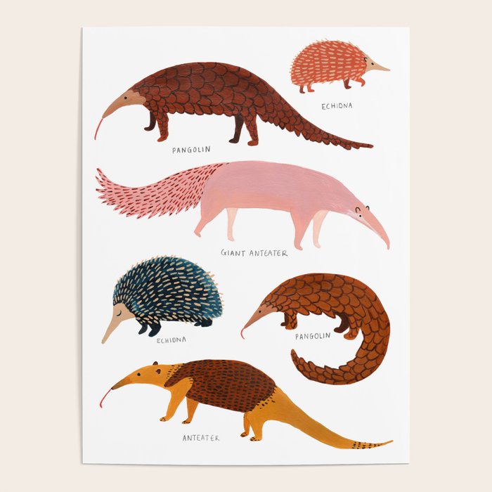 Pangolin, Anteater & Echidna Print Poster Gallery Image 4