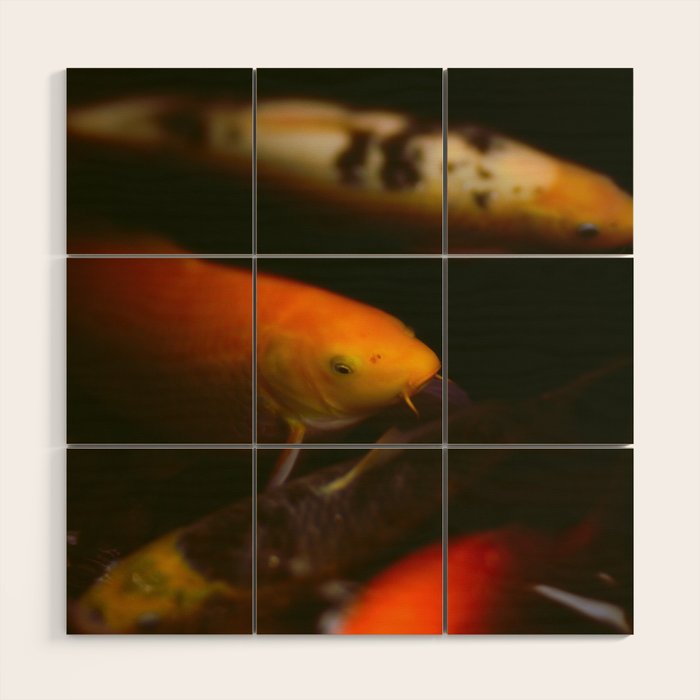 Goldfish and Koi in Summer Pond Wood Wall Art Gallery Image 1
