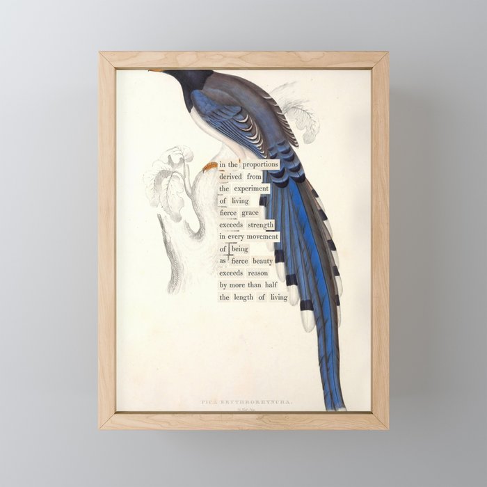 Bird Divinations: Red-Billed Blue Magpie (about: almanacofbirds.org) Mini Art Print Gallery Image 1