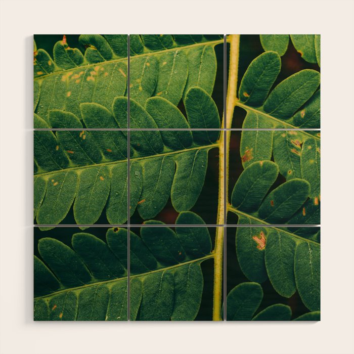 Summer Fern Detail Wood Wall Art Gallery Image 1
