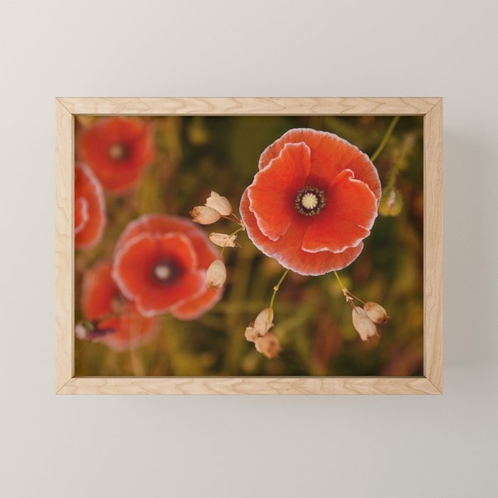 Oregon Poppies Mini Art Print Gallery Image 1
