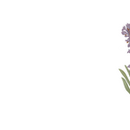 Lavender Flower Illustration Coffee Mug Gallery Image 2