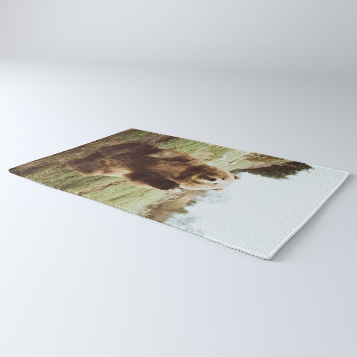 Hi Bear Rug Gallery Image 3