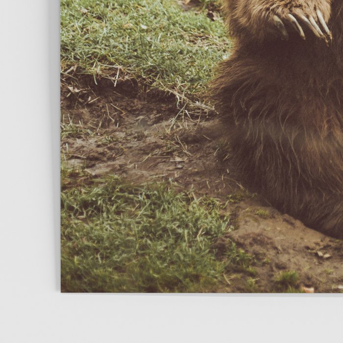 Hi Bear Poster Gallery Image 3