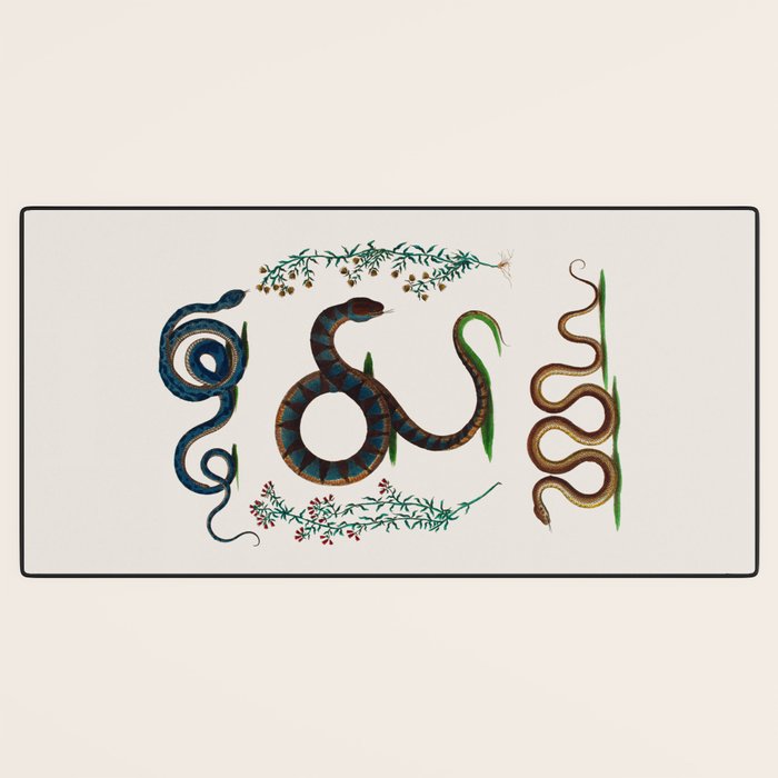 Albertus Seba Three Snakes And Floral Vines  Desk Mat Gallery Image 3