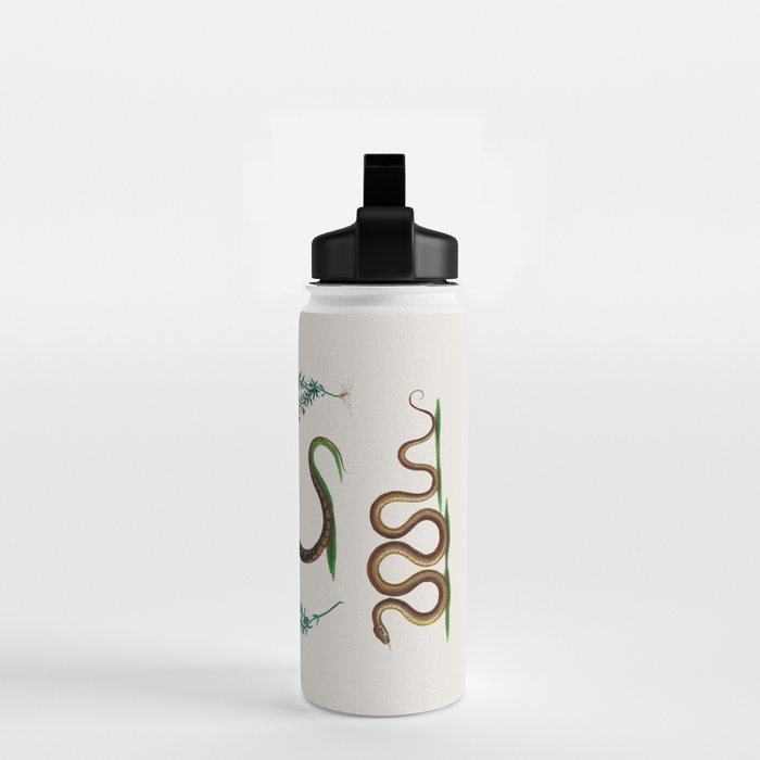 Albertus Seba Three Snakes And Floral Vines  Water Bottle Gallery Image 2