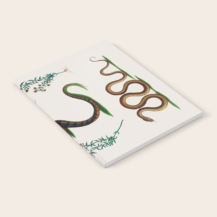 Albertus Seba Three Snakes And Floral Vines  Notebook Gallery Image 1