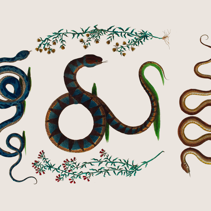 Albertus Seba Three Snakes And Floral Vines  Coffee Mug Gallery Image 2