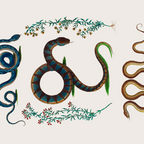 Albertus Seba Three Snakes And Floral Vines  Coffee Mug Gallery Image 2