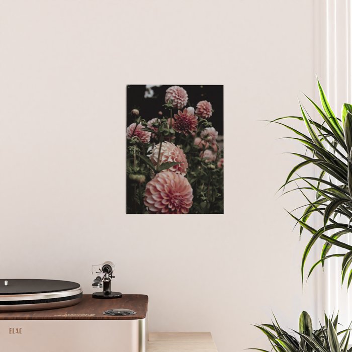Come Together - moody botanical floral photograph rose pink dahlia flowers Poster Gallery Image 2
