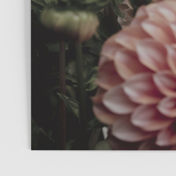 Come Together - moody botanical floral photograph rose pink dahlia flowers Poster Gallery Image 3