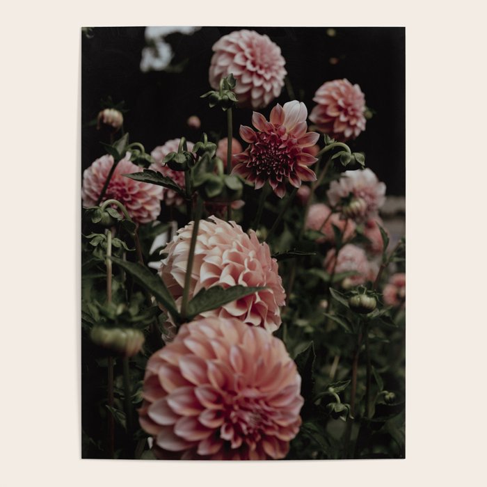 Come Together - moody botanical floral photograph rose pink dahlia flowers Poster Gallery Image 4