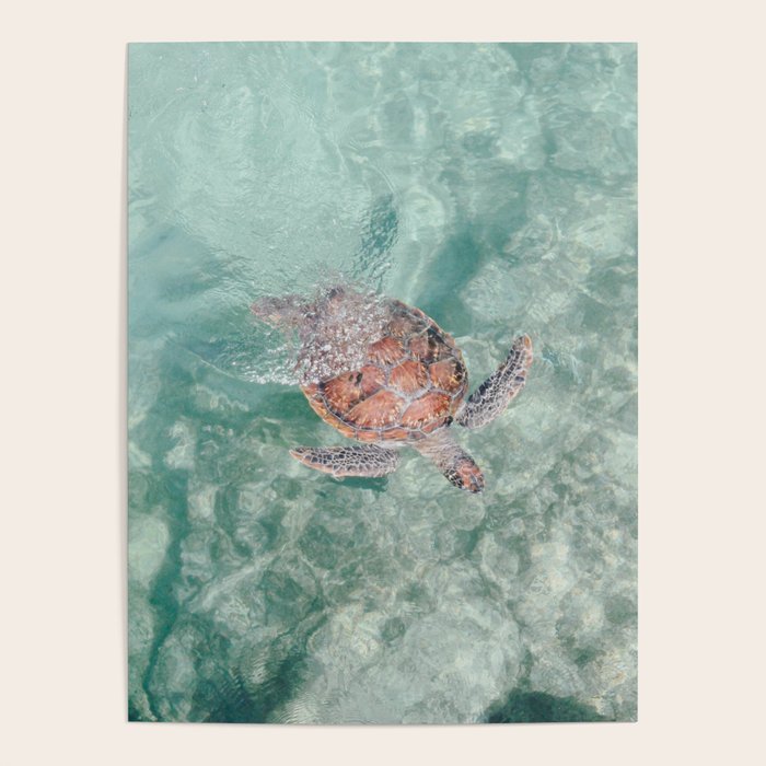 sea turtle iv - reunion island Poster Gallery Image 1