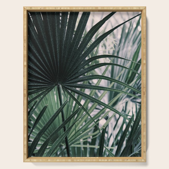 Fan Palms Galore - Tropical Nature Photography Serving Tray Gallery Image 1