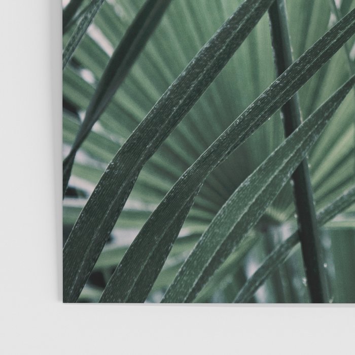 Fan Palms Galore - Tropical Nature Photography Poster Gallery Image 3