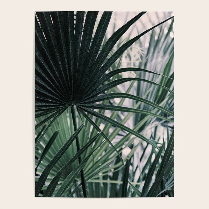 Fan Palms Galore - Tropical Nature Photography Poster Gallery Image 4