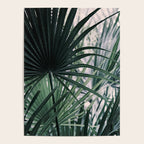 Fan Palms Galore - Tropical Nature Photography Poster Gallery Image 4