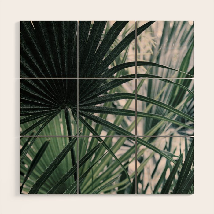 Fan Palms Galore - Tropical Nature Photography Wood Wall Art Gallery Image 1