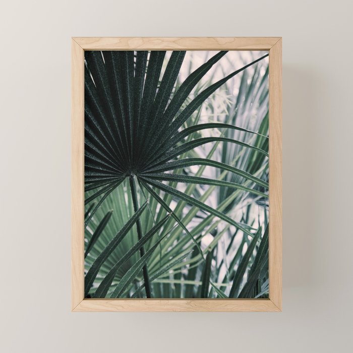 Fan Palms Galore - Tropical Nature Photography Mini Art Print Gallery Image 1