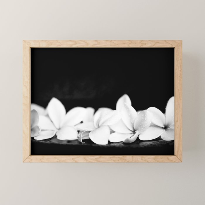 Singapore White Plumeria Flowers the Fragrance of Hawaii Mini Art Print Gallery Image 1