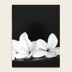 Singapore White Plumeria Flowers the Fragrance of Hawaii Notebook Gallery Image 4