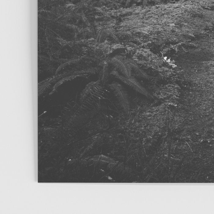 Magical Washington Rainforest Black and White Poster Gallery Image 3