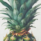 Pineapple Top Coffee Mug Gallery Image 2