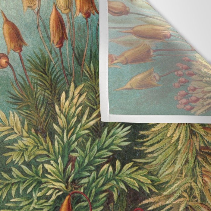 Ernst-haeckel-Kunstformen-der-Natur-viintage Wall Tapestry Gallery Image 3