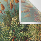 Ernst-haeckel-Kunstformen-der-Natur-viintage Wall Tapestry Gallery Image 3