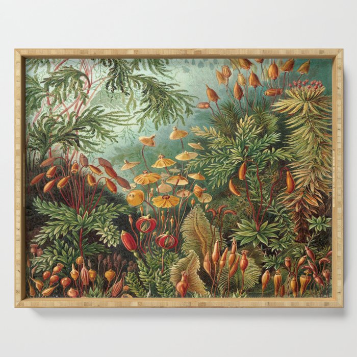 Ernst-haeckel-Kunstformen-der-Natur-viintage Serving Tray Gallery Image 1