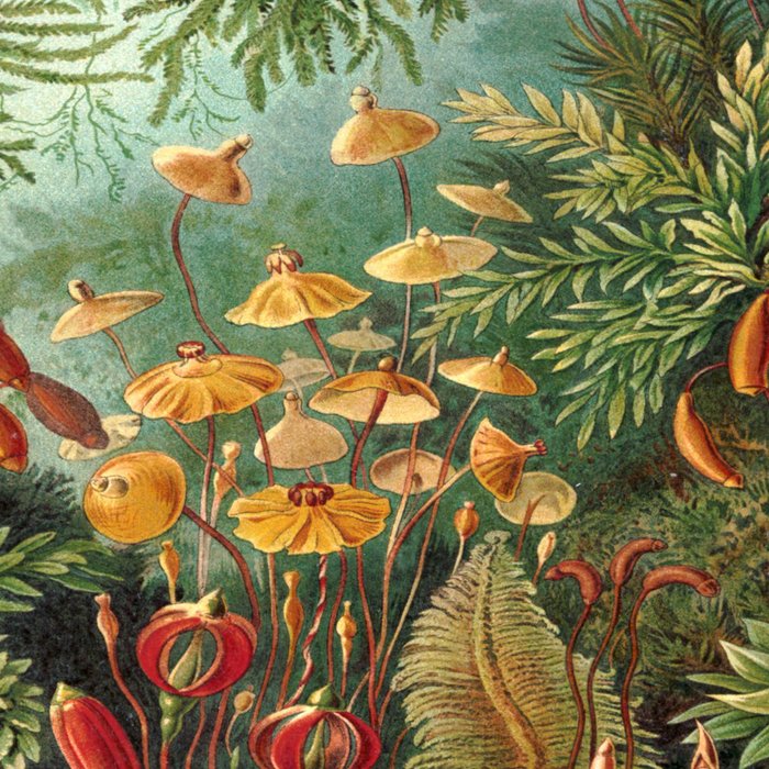 Ernst-haeckel-Kunstformen-der-Natur-viintage Coffee Mug Gallery Image 2