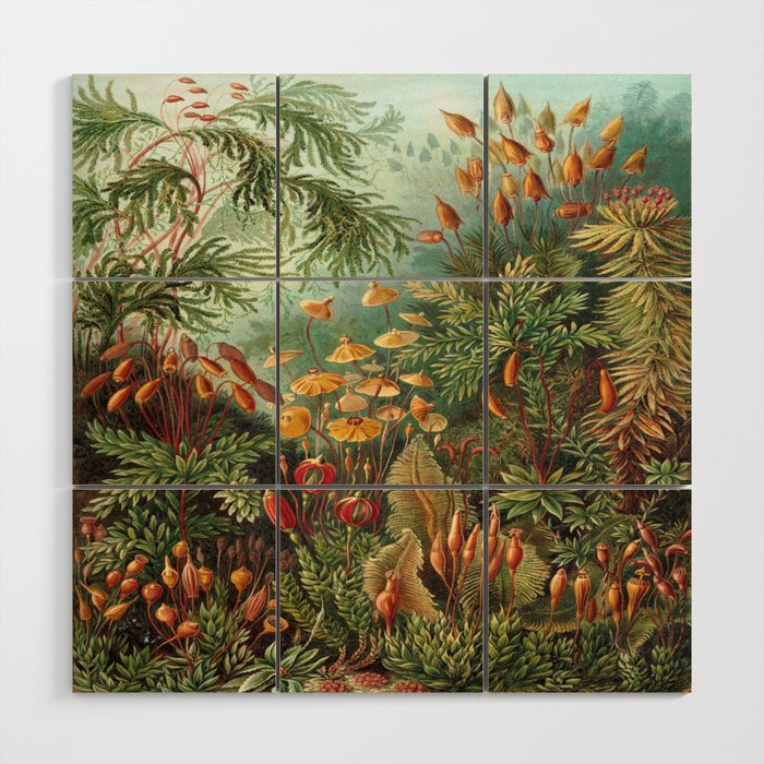 Ernst-haeckel-Kunstformen-der-Natur-viintage Wood Wall Art Gallery Image 1