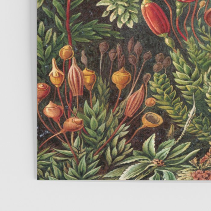 Ernst-haeckel-Kunstformen-der-Natur-viintage Poster Gallery Image 3