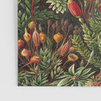 Ernst-haeckel-Kunstformen-der-Natur-viintage Poster Gallery Image 3
