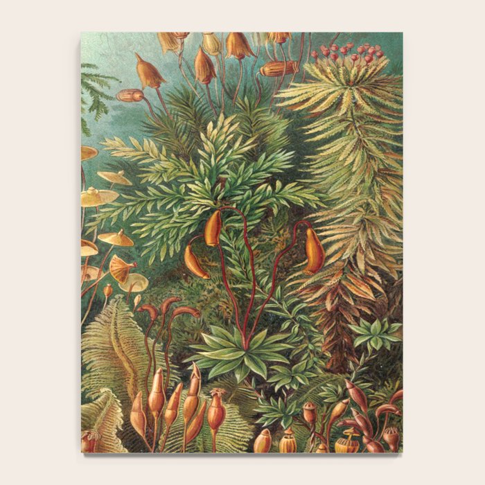 Ernst-haeckel-Kunstformen-der-Natur-viintage Notebook Gallery Image 4