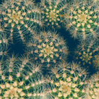Cactus Coffee Mug Gallery Image 2