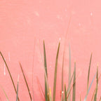 Green on Pink | Mexico travel photography print | Botanical San Miguel de Allende Coffee Mug Gallery Image 2
