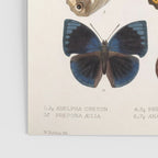 Vintage Scientific Insect Butterfly Moth Biological Hand Drawn Species Art Illustration Poster Gallery Image 3