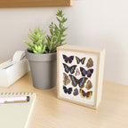 Vintage Scientific Insect Butterfly Moth Biological Hand Drawn Species Art Illustration Mini Art Print Gallery Image 2