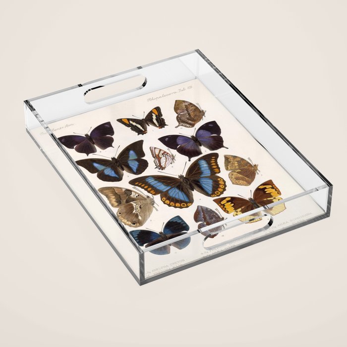Vintage Scientific Insect Butterfly Moth Biological Hand Drawn Species Art Illustration Acrylic Tray Gallery Image 1