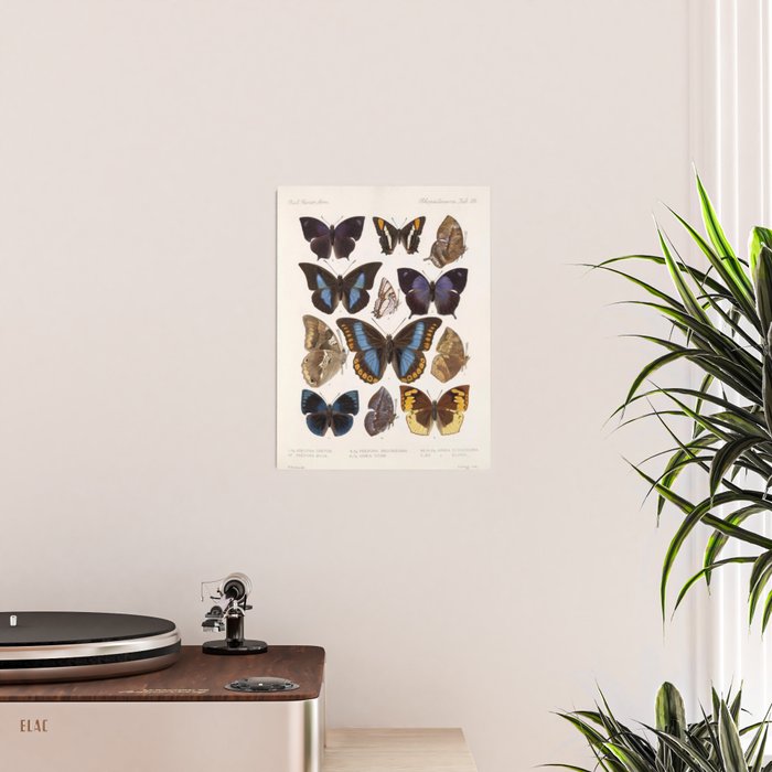 Vintage Scientific Insect Butterfly Moth Biological Hand Drawn Species Art Illustration Poster Gallery Image 2
