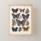 Vintage Scientific Insect Butterfly Moth Biological Hand Drawn Species Art Illustration Mini Art Print Gallery Image 1