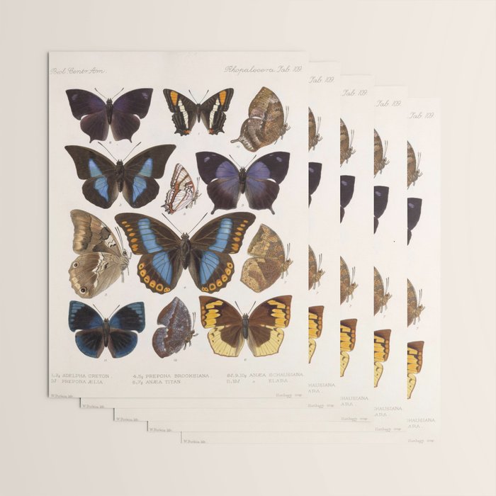 Vintage Scientific Insect Butterfly Moth Biological Hand Drawn Species Art Illustration Wrapping Paper Gallery Image 3