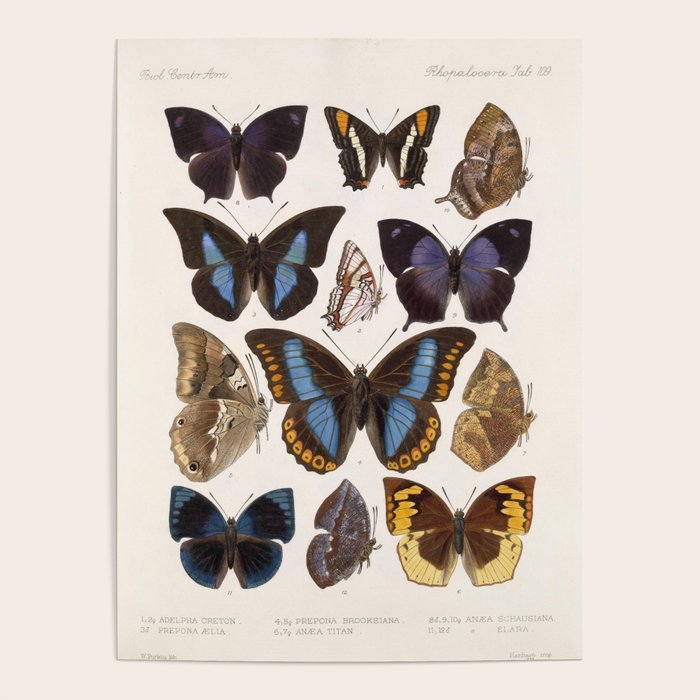 Vintage Scientific Insect Butterfly Moth Biological Hand Drawn Species Art Illustration Poster Gallery Image 4