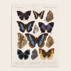 Vintage Scientific Insect Butterfly Moth Biological Hand Drawn Species Art Illustration Poster Gallery Image 4
